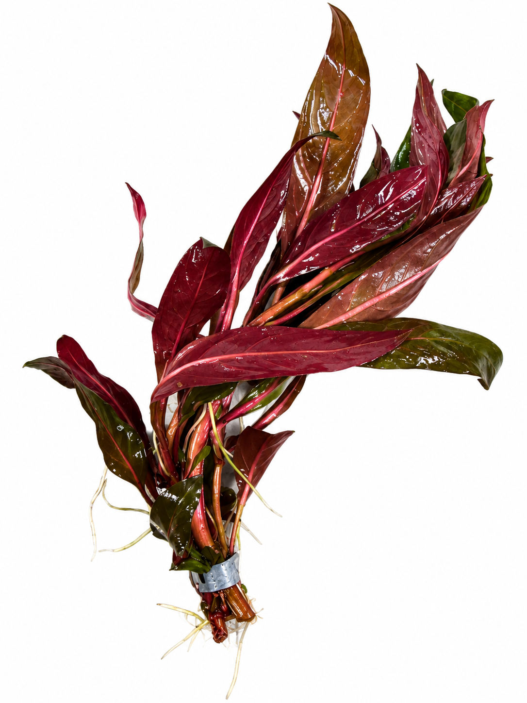 Deep Red Ludwigia