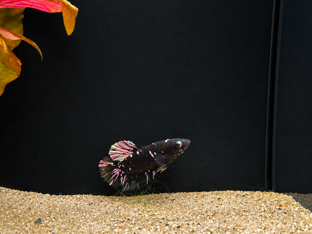 Copper HMPK Male Betta (B5)