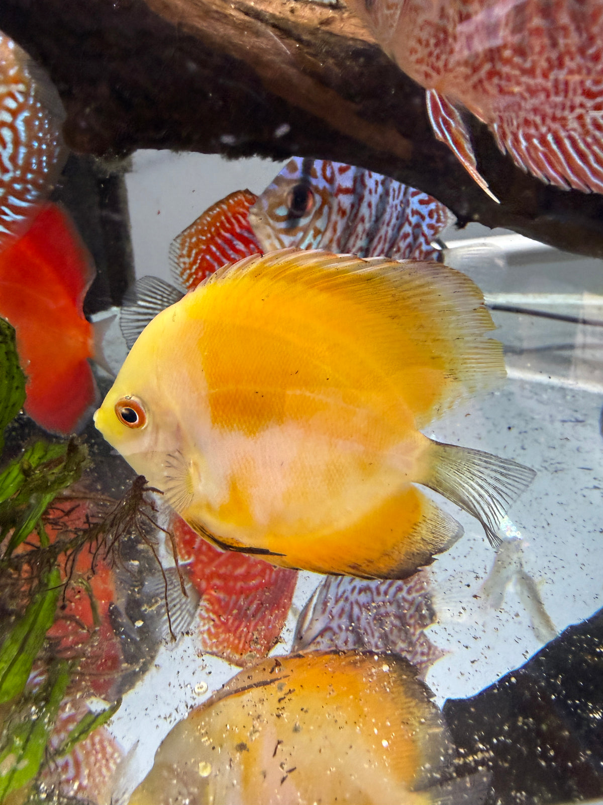 Yellow Sunset Discus