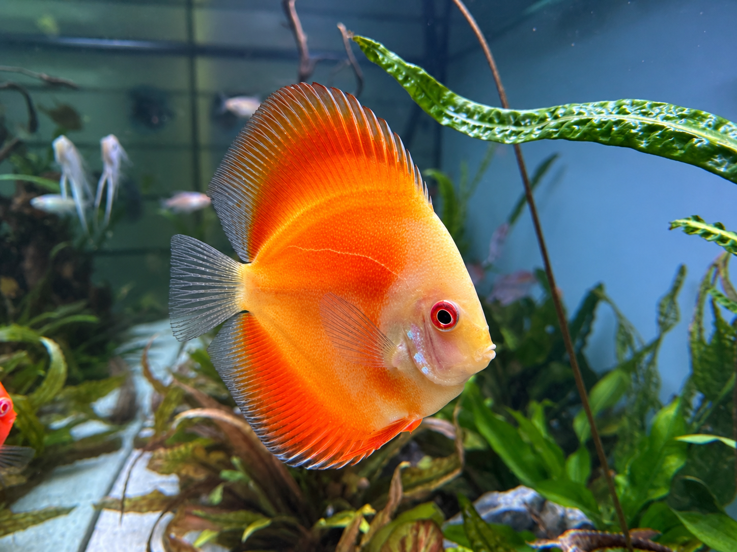 Yellow Sunshine Discus