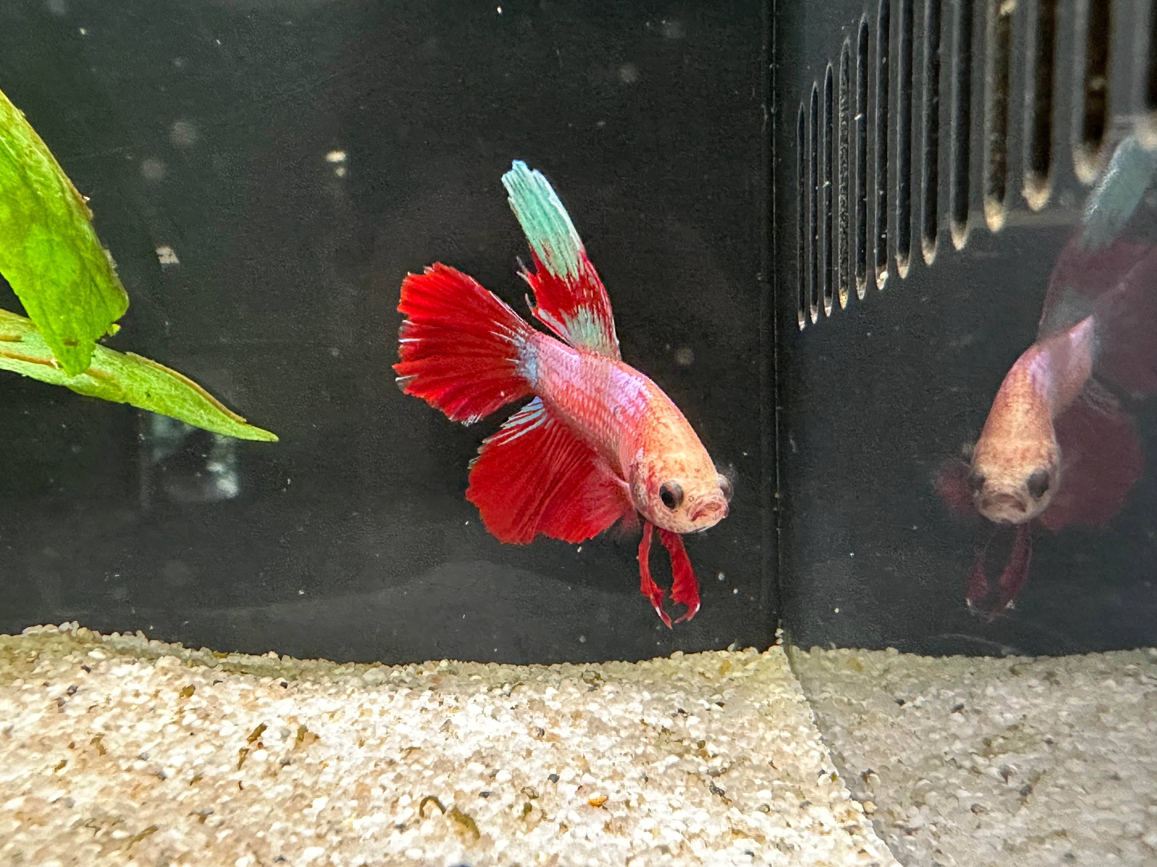 Halfmoon Male Betta (A4)