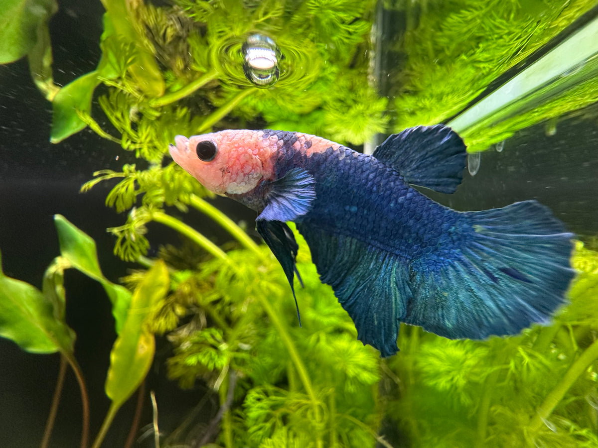 Koi Male Betta (A3)