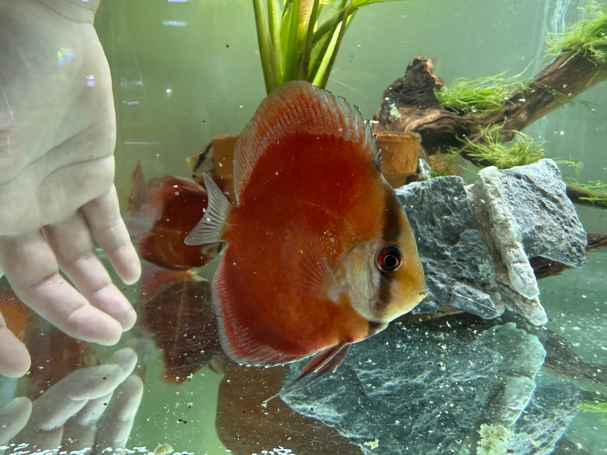Red discus fish with round body, deep orange-red coloration and translucent fins swimming among rocks, driftwood and plants in freshwater aquarium background