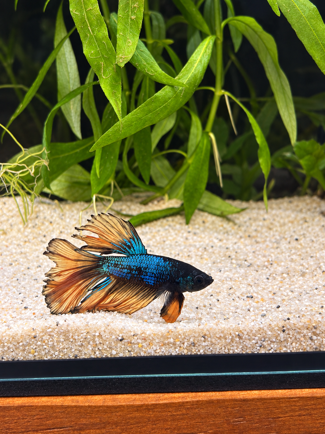 Mustard Gas Halfmoon Male Betta (A1)