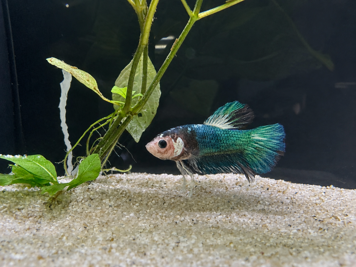 Koi Male Betta (A5)