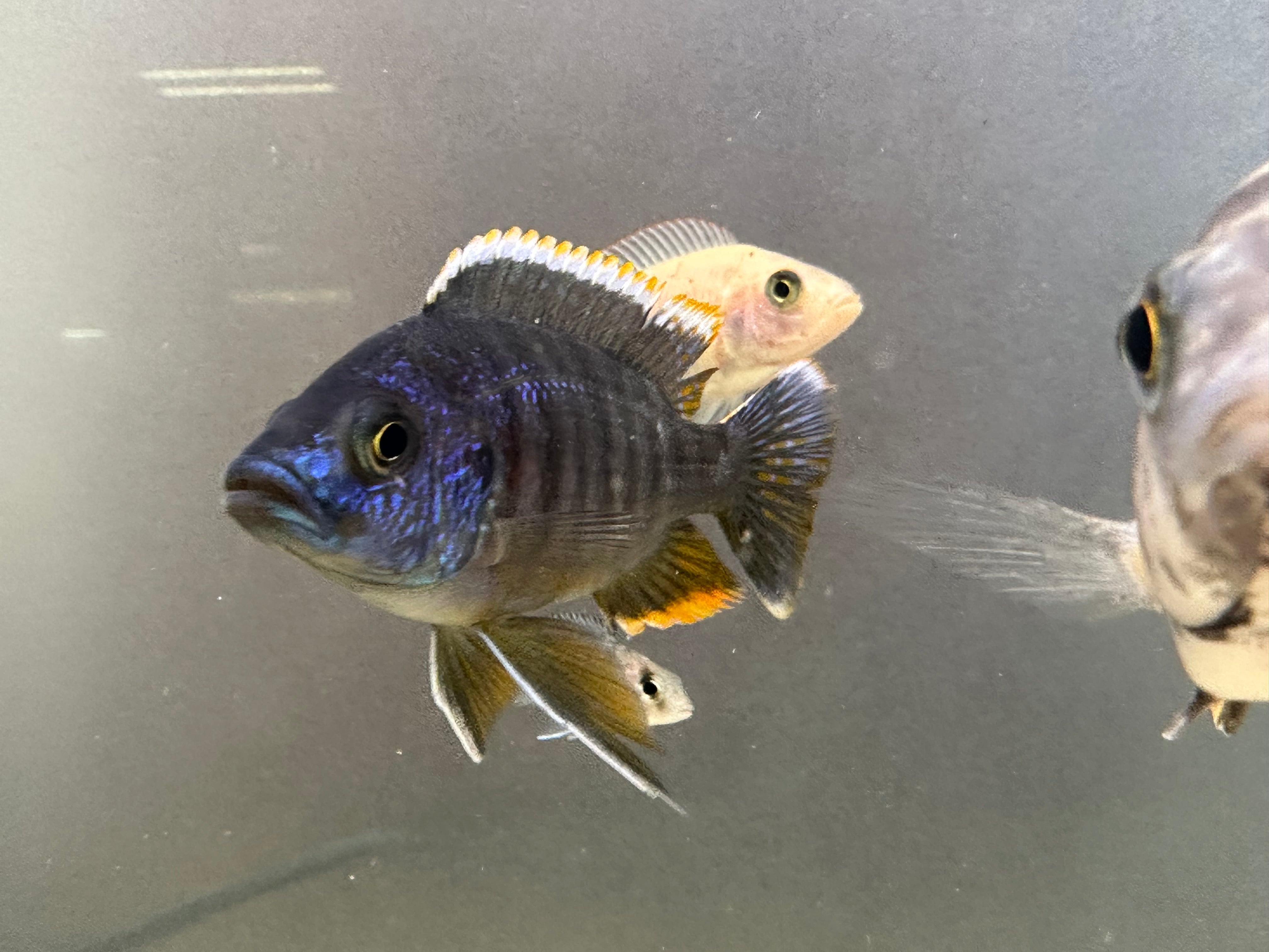 A Grade Assorted African Male Cichlid