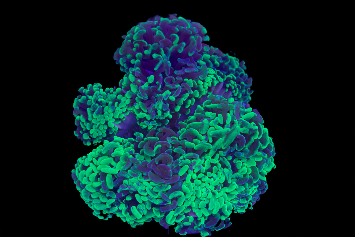 Toxic Green Splatter Hammer Coral