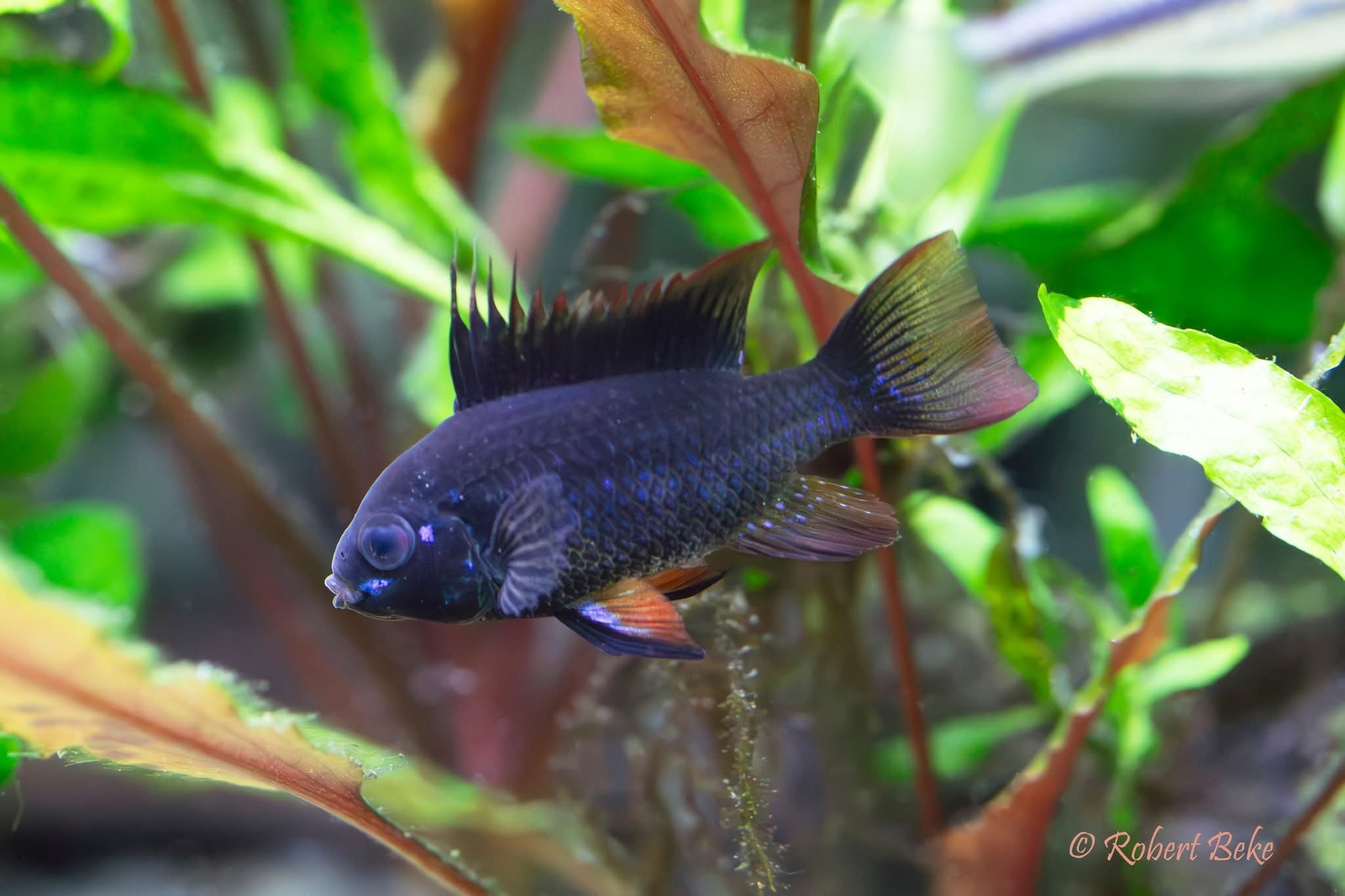 Dark Knight Black Ram