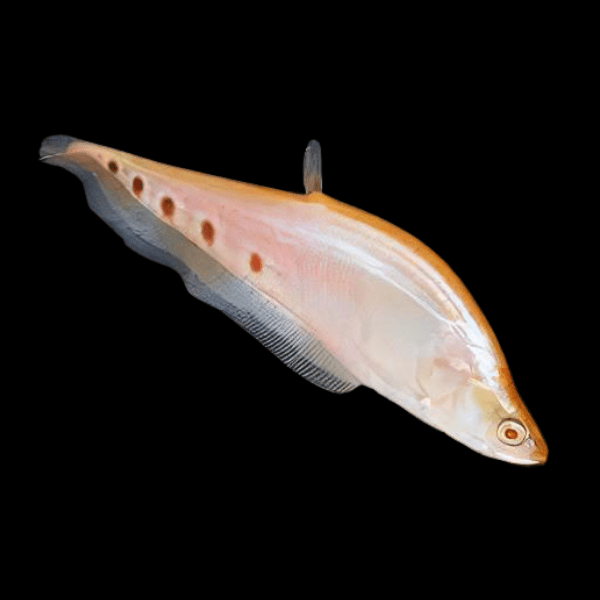 Albino Clownknife