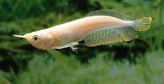 Albino silver arowana with elongated pale cream body, large reflective scales and long flowing fins swimming against soft green aquarium background