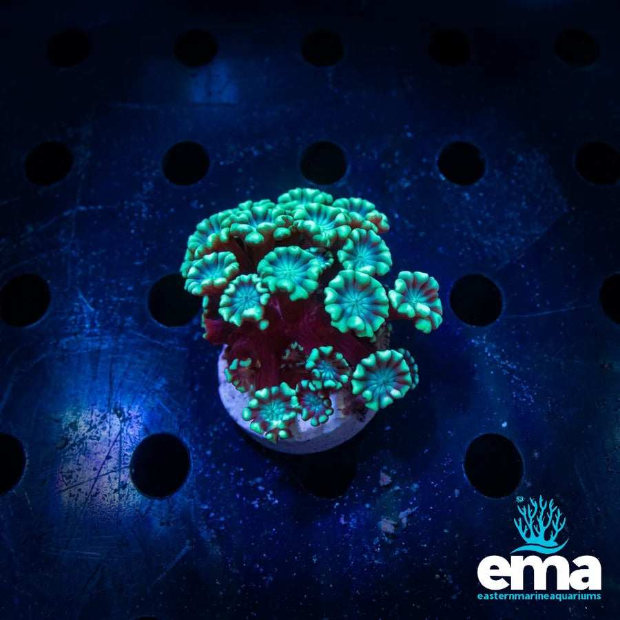 Alveopora Coral