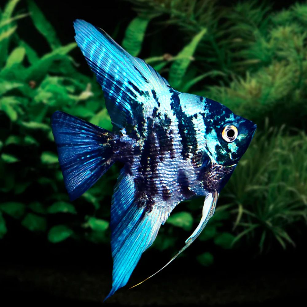 Blue Marble Angelfish
