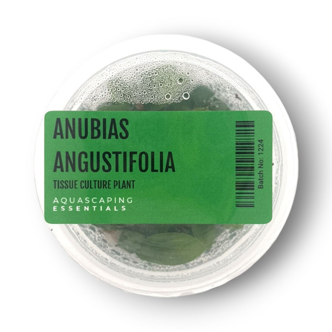 Aquascaping Essentials – Anubias Angustifolia Tissue Culture