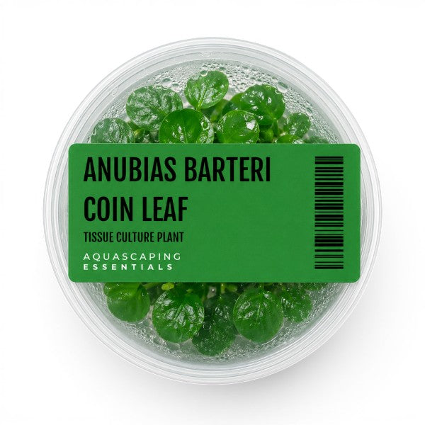 Aquascaping Essentials Anubias Barteri Coin Leaf Tissue Culture