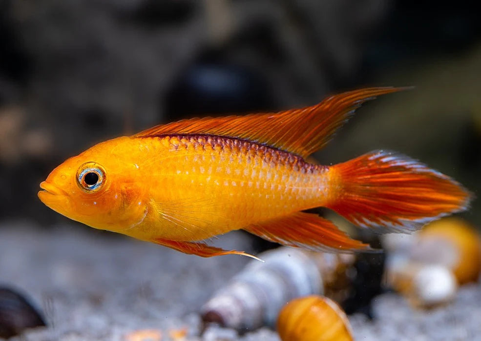 Apistogramma Fire Gold Agassizii