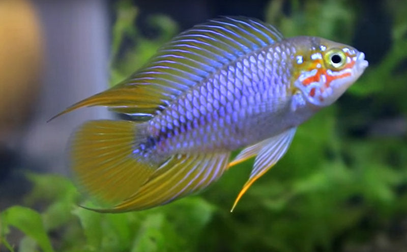 Opal Borelli Apistogramma