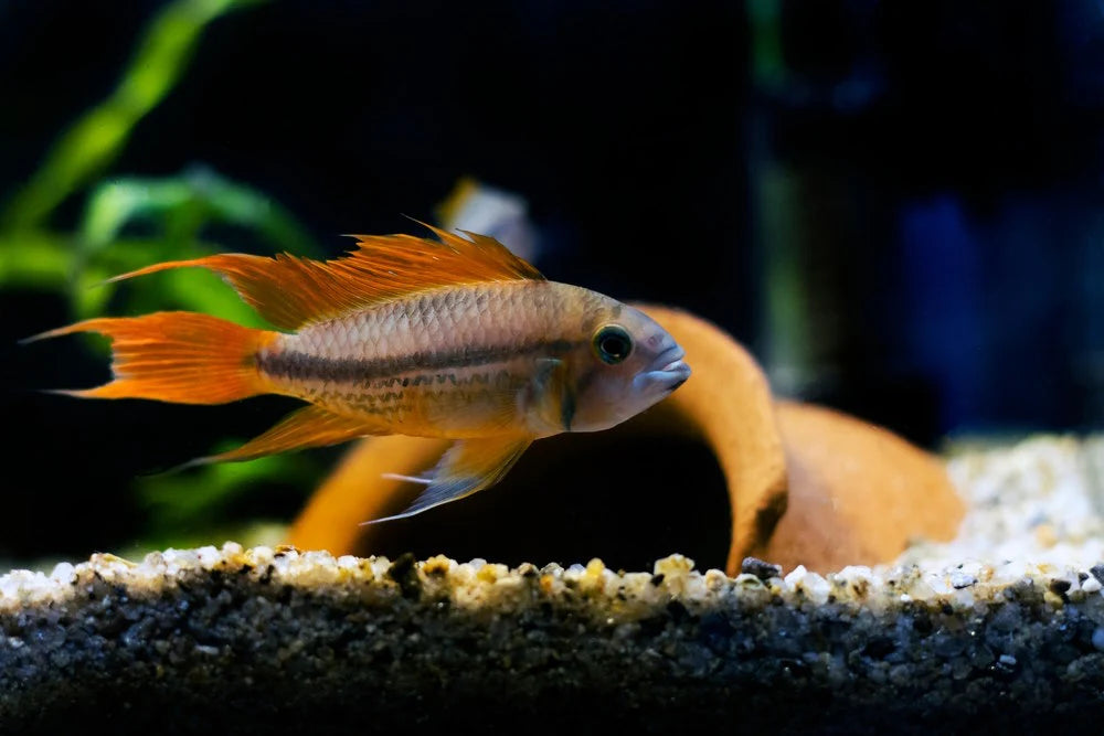 Orange Cacatuoides Apistogramma