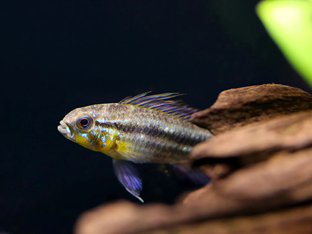 Apistogramma cichlid with silver body, dark lateral stripe, yellow throat and blue facial markings swimming beside driftwood in dark aquarium background