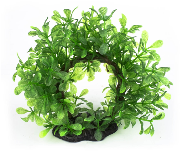Bonsai Halo Plant 15cm