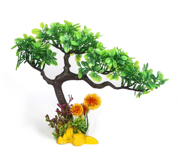 Bonsai Pine Plant 24cm