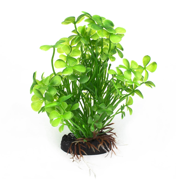 Irish Clover Plant 10cm
