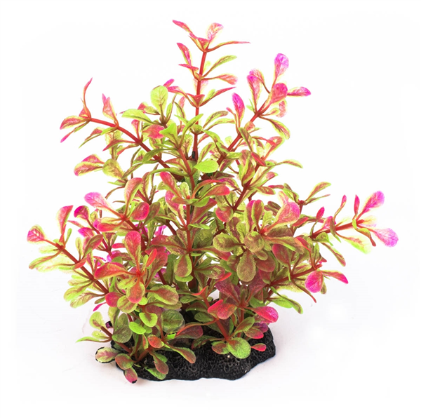 Majestic Hebe Plant 15cm