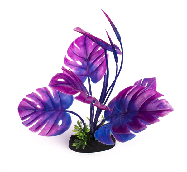 Split Leaf Wonder Plant 20cm