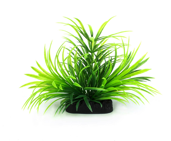 Volcanic Bloom Plant 10cm