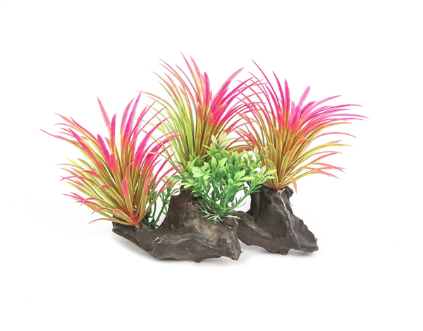 Volcanic Bloom Multi Plant 18cm