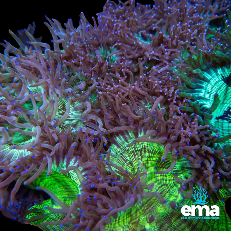 Australian Elegance Coral