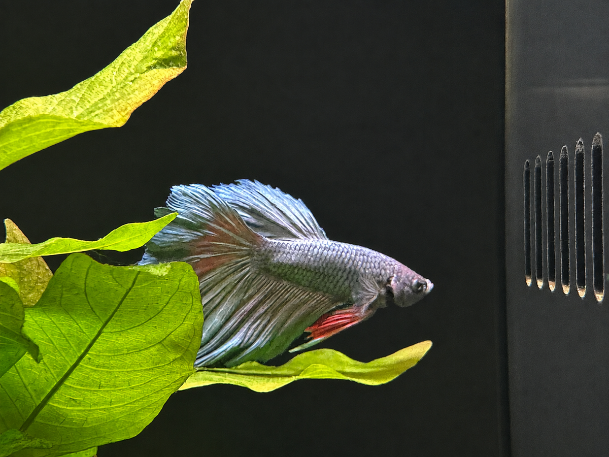 Halfmoon Male Betta (A2)