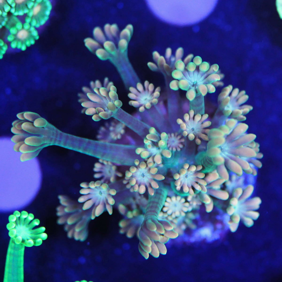 Gold Alveopora