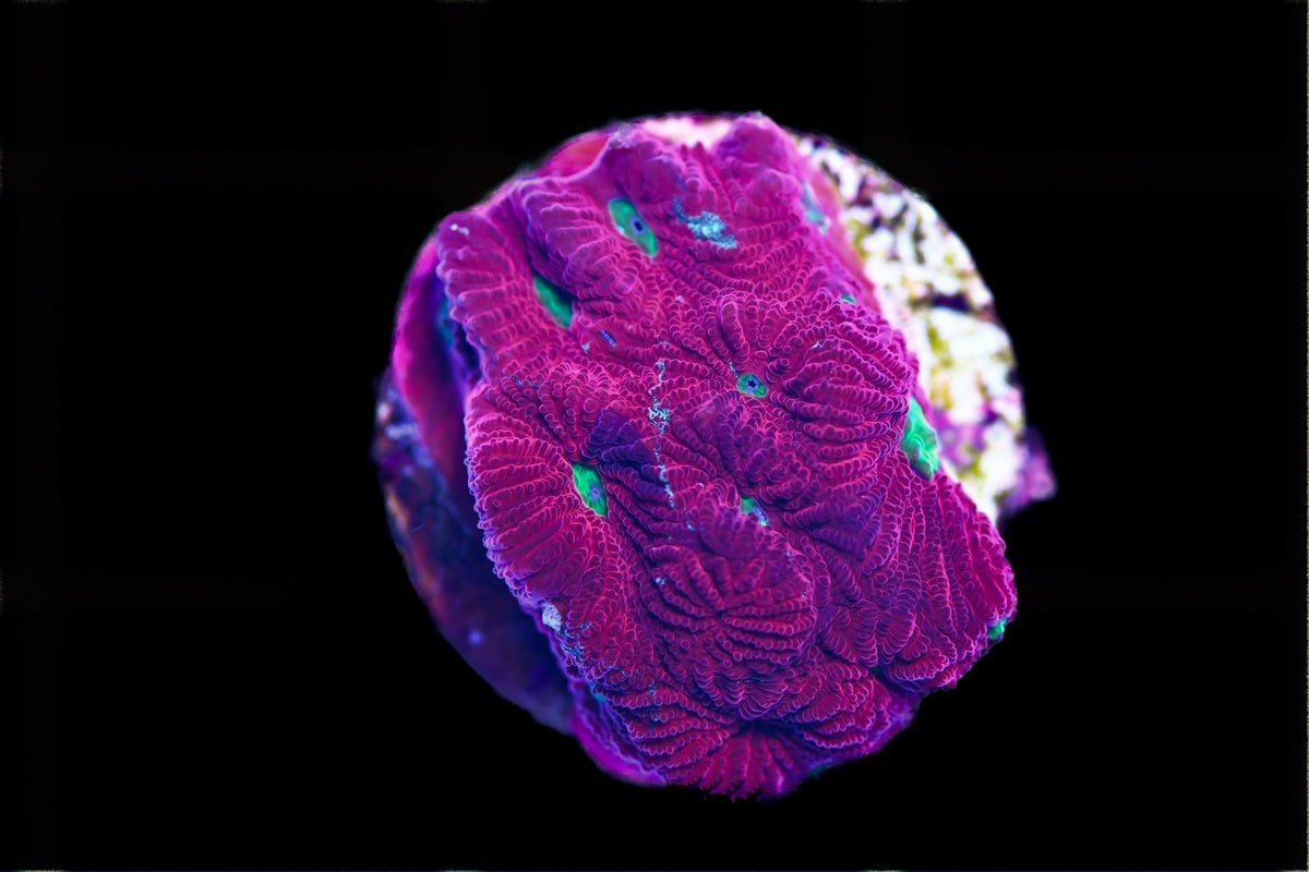War Coral Frag