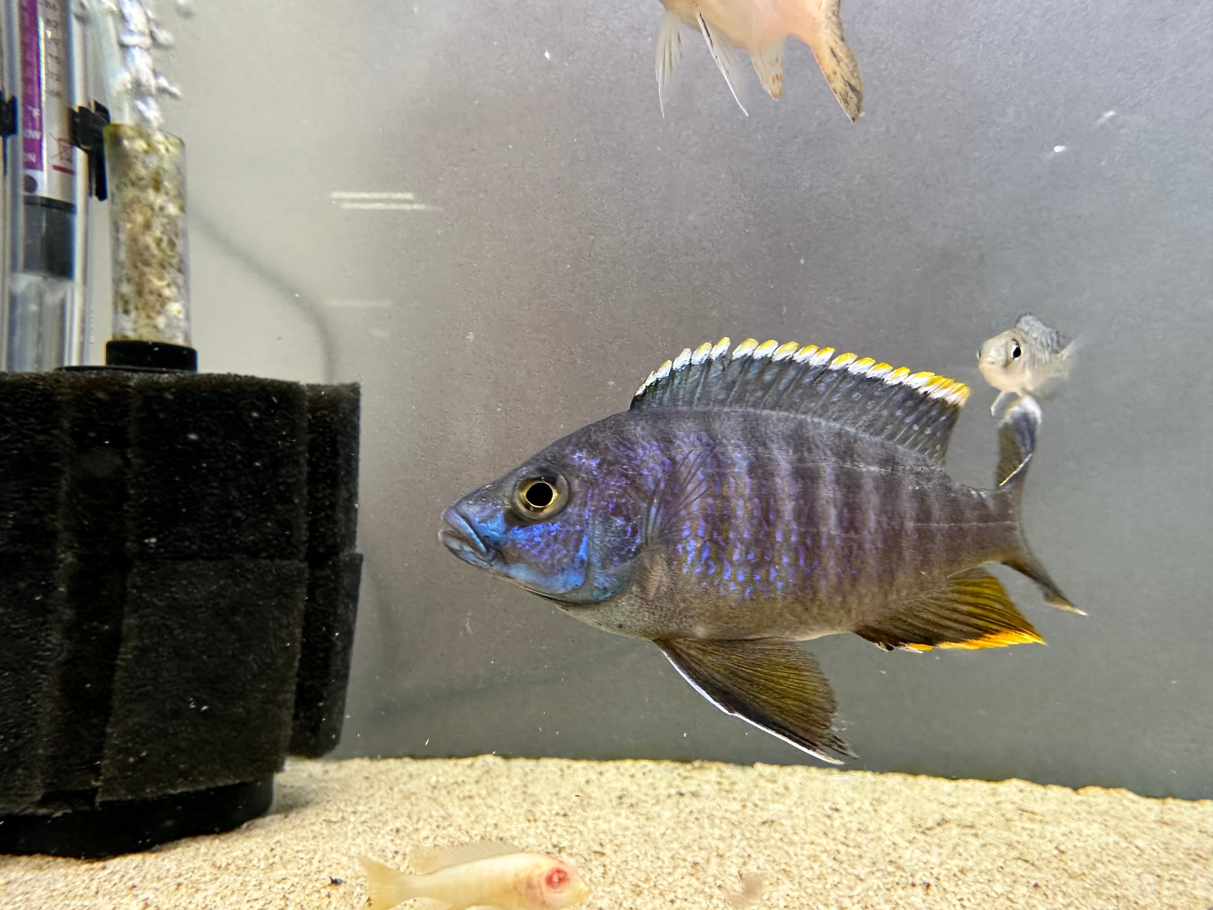 A Grade Assorted African Male Cichlid