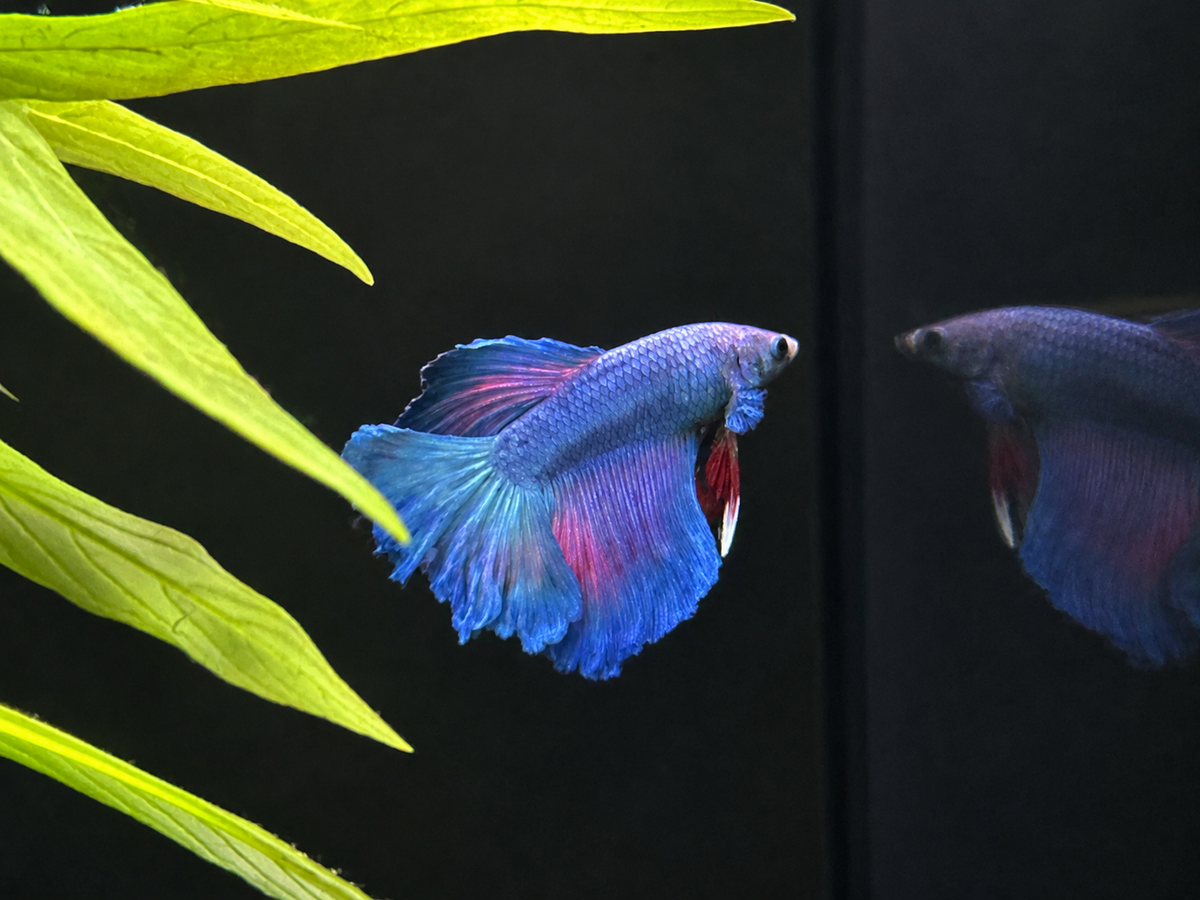 Halfmoon Male Betta (A1)