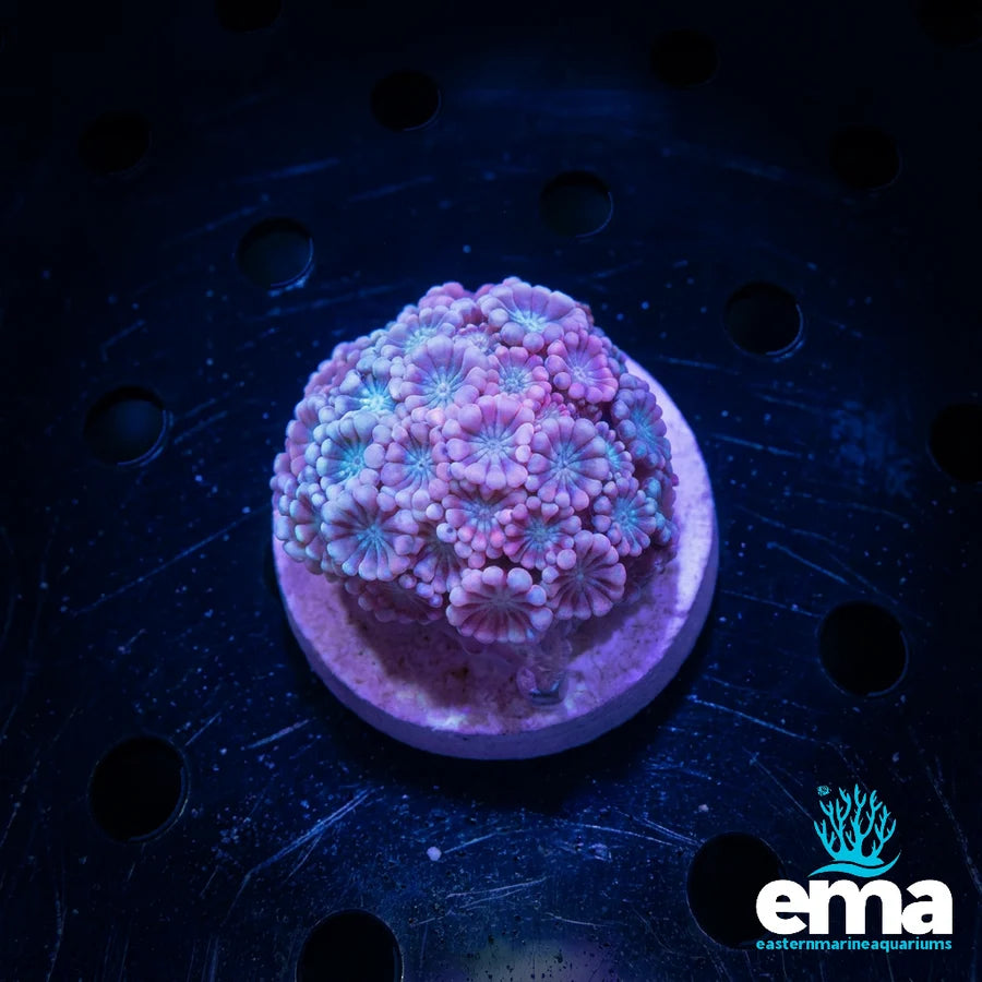 Baby Pink Alveopora Fragment