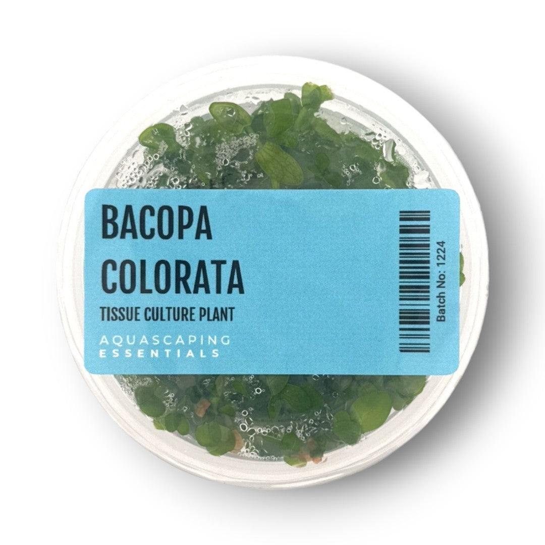 Aquascaping Essentials – Bacopa Colorata Tissue Culture