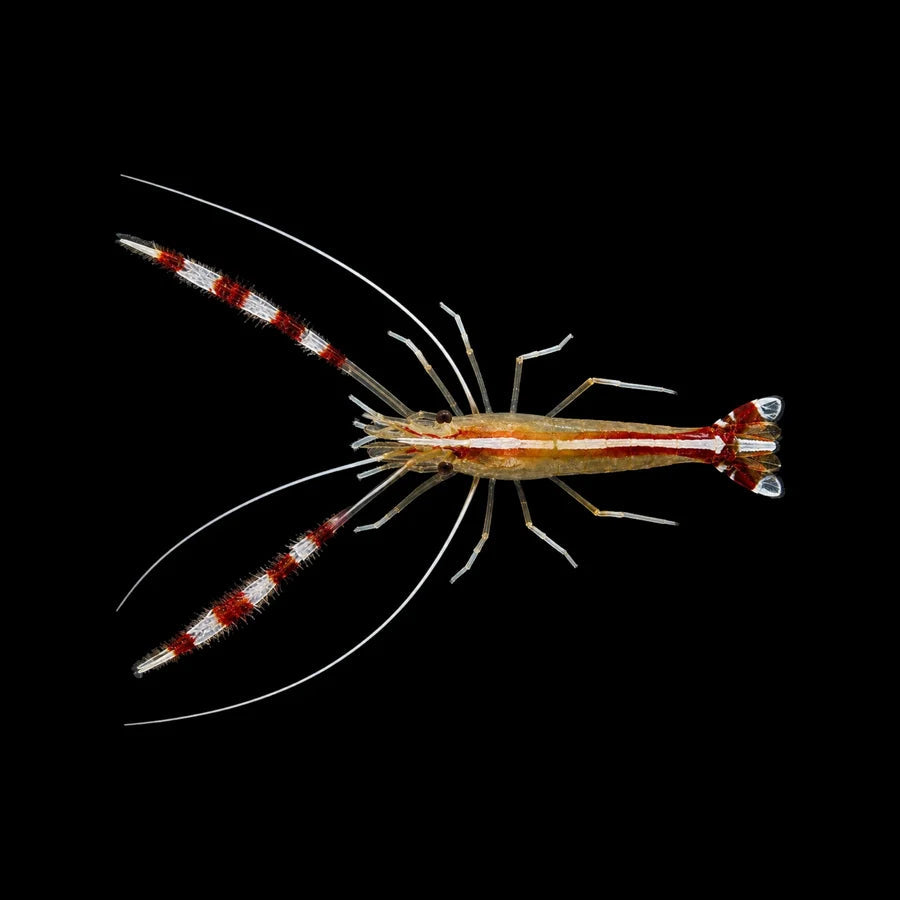 Banded Coral Shrimp