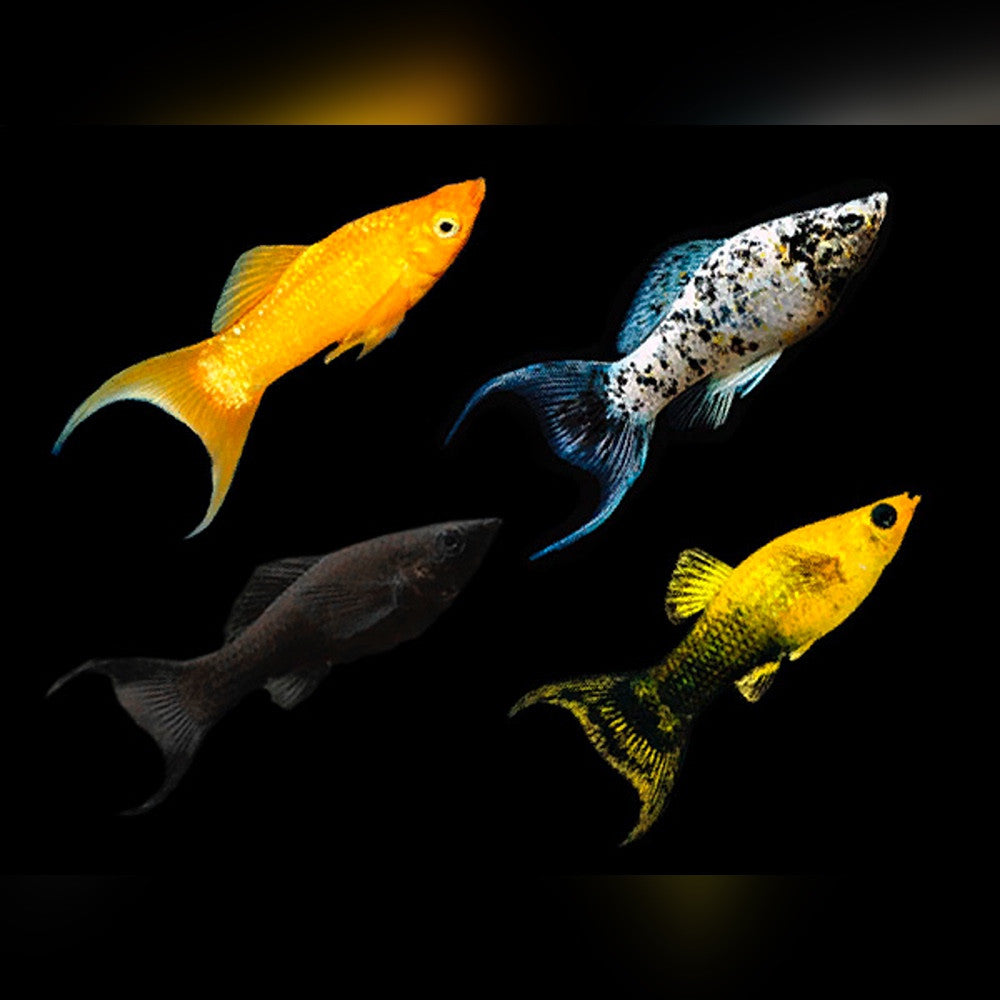 Assorted molly fish with bright yellow, black and white marbled bodies and varied fin shapes displayed against solid black background
