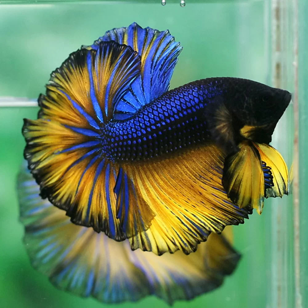 Halfmoon betta with deep blue body and vibrant yellow fins edged in black displaying full finnage in clear aquarium with soft green background