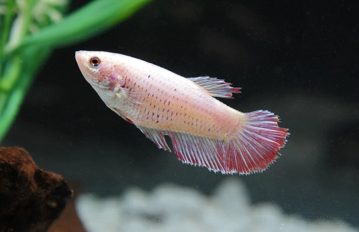 Assorted Female Betta (Imported)