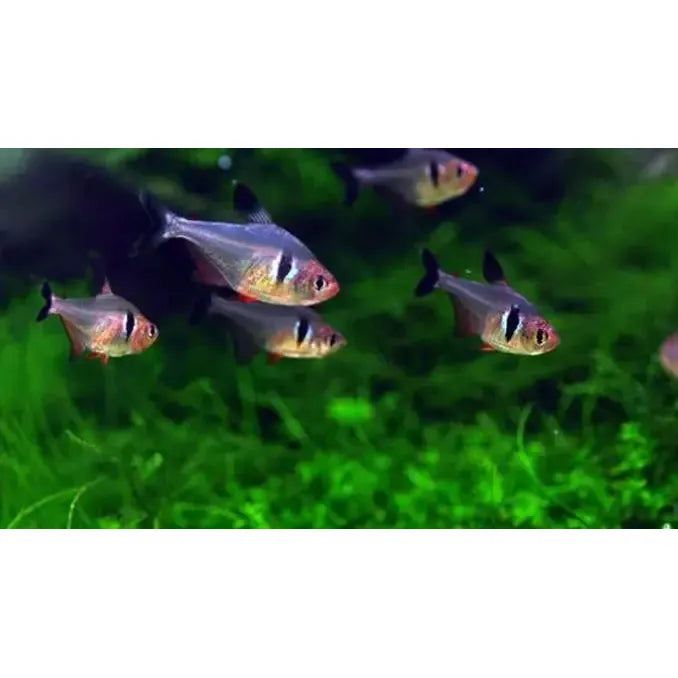 Black Phantom Tetra