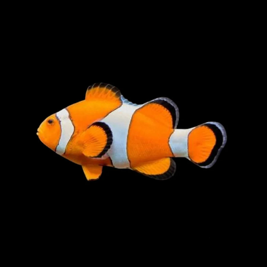 Black Line Percula Clownfish