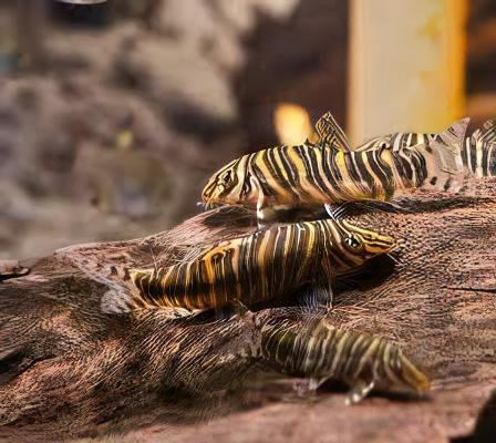 Striata Loach
