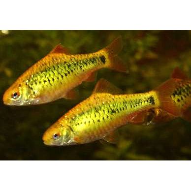 Golden Barb