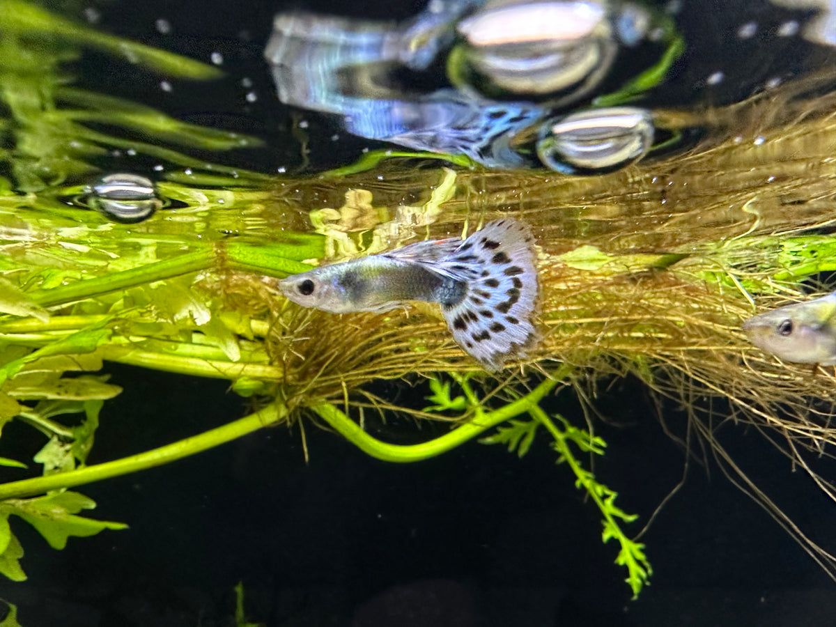 Blue Elephant Ear Male Guppy