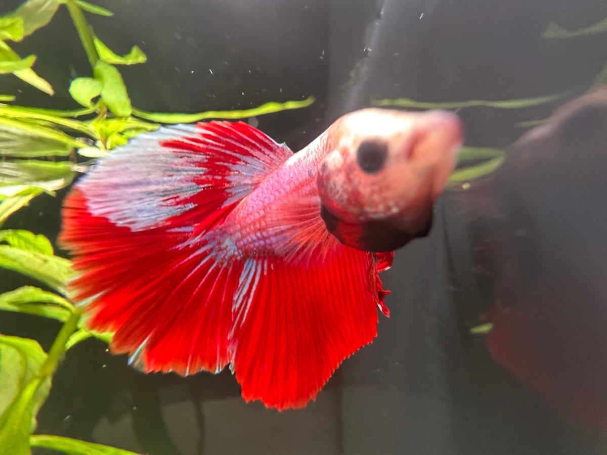 Halfmoon Male Betta (A4)