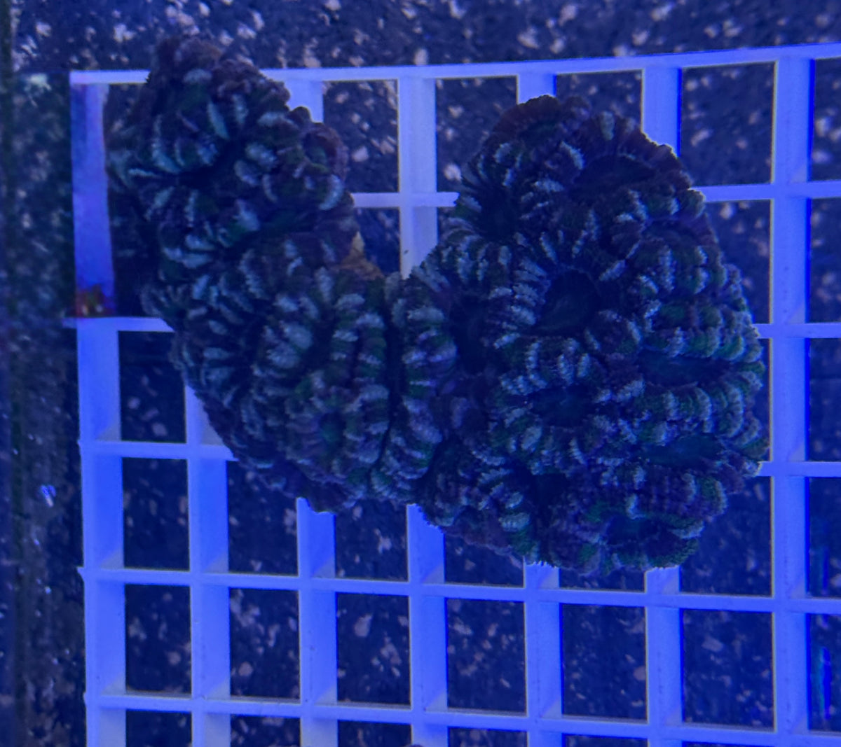 Purple and Green Acan Lord Colony