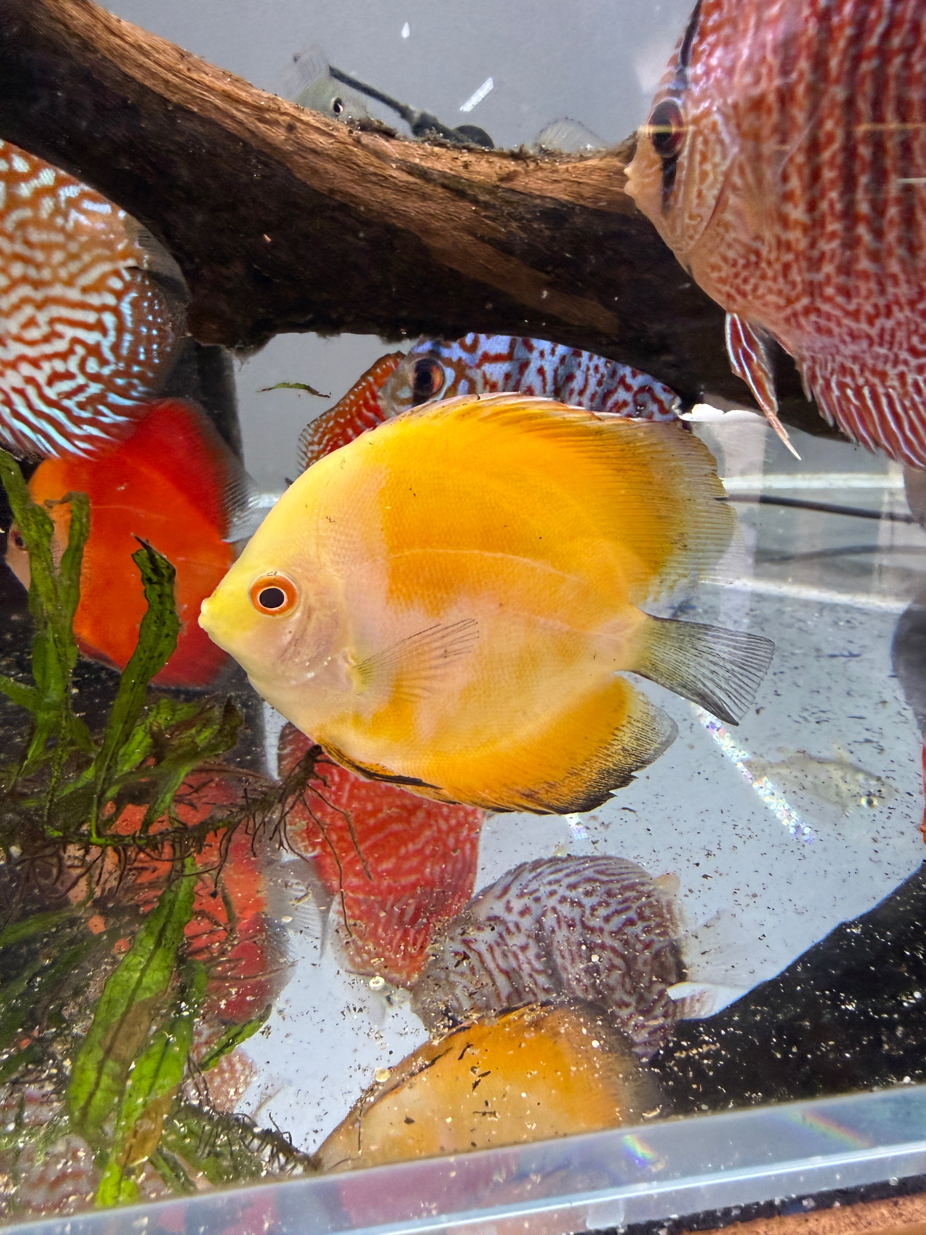 Yellow Sunset Discus