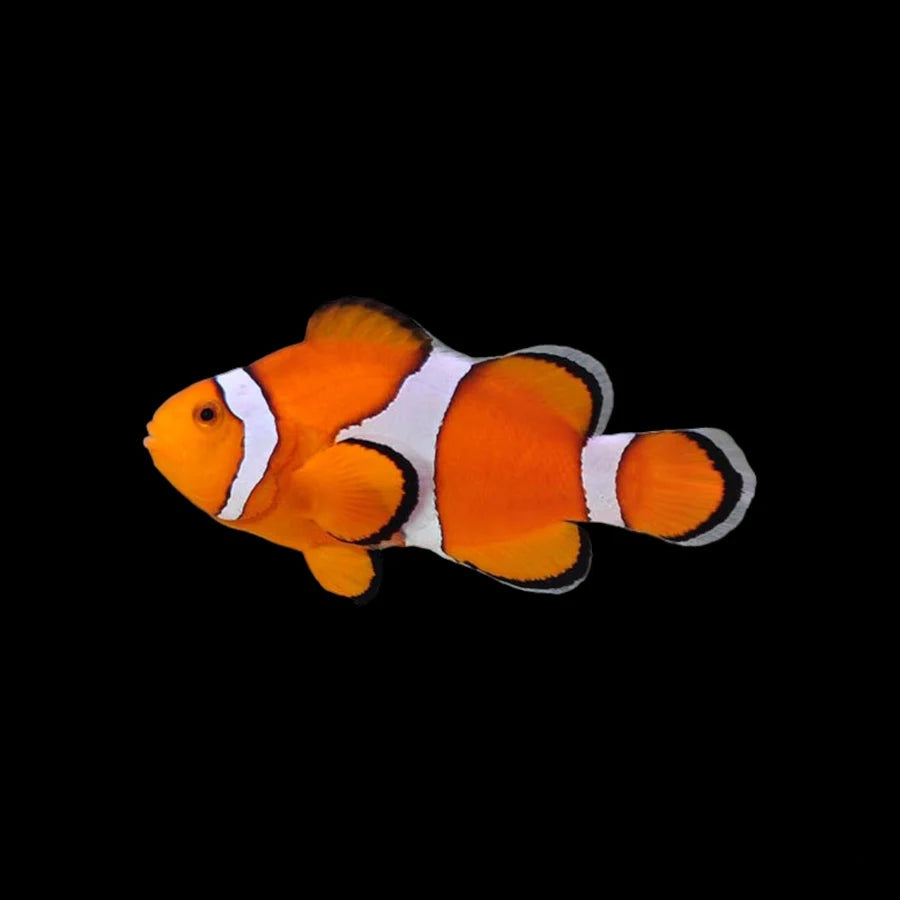 Captive Bred Ocellaris Clownfish